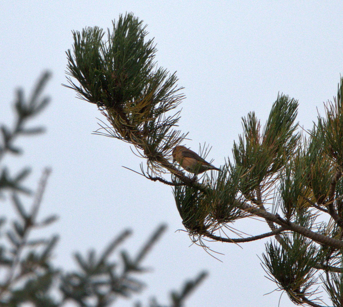 Red Crossbill - ML643222138