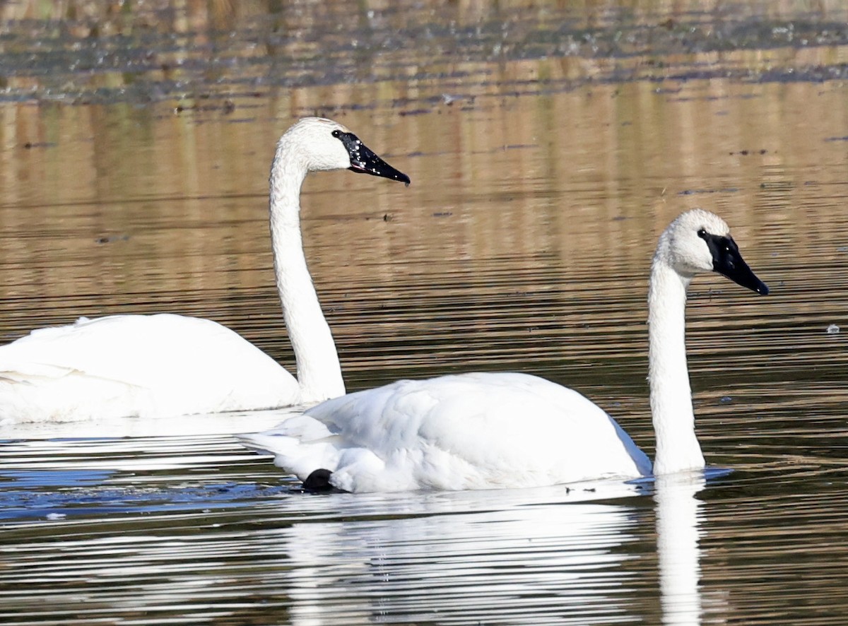 Trumpeter Swan - ML643222144
