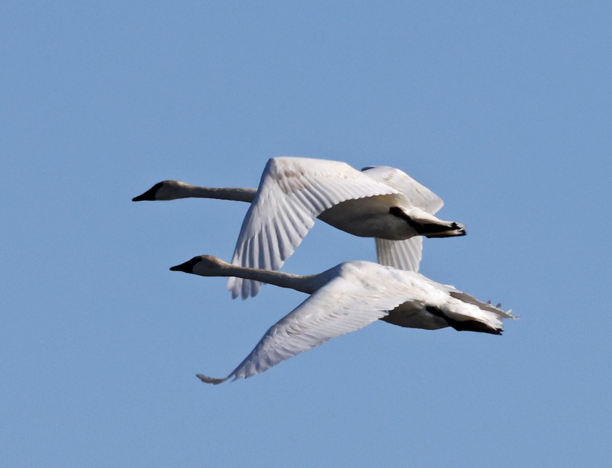 Trumpeter Swan - ML643222146