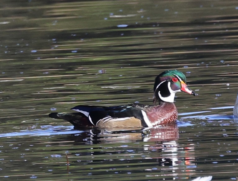 Wood Duck - ML643222155