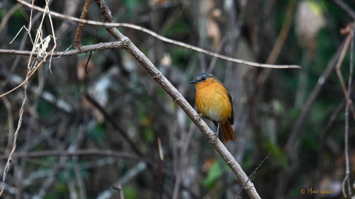 storakalat - ML643222157