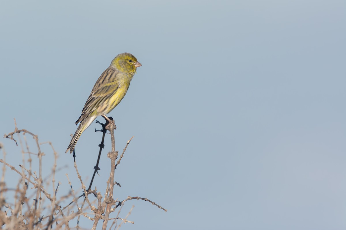 Yaban Kanaryası - ML643222162