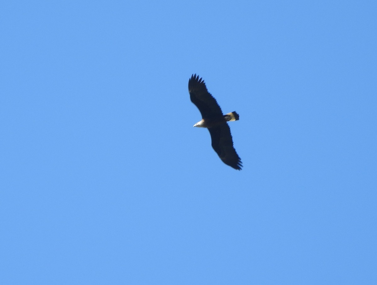 Pallas's Fish-Eagle - ML643222172