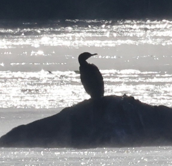 Double-crested Cormorant - ML643222177