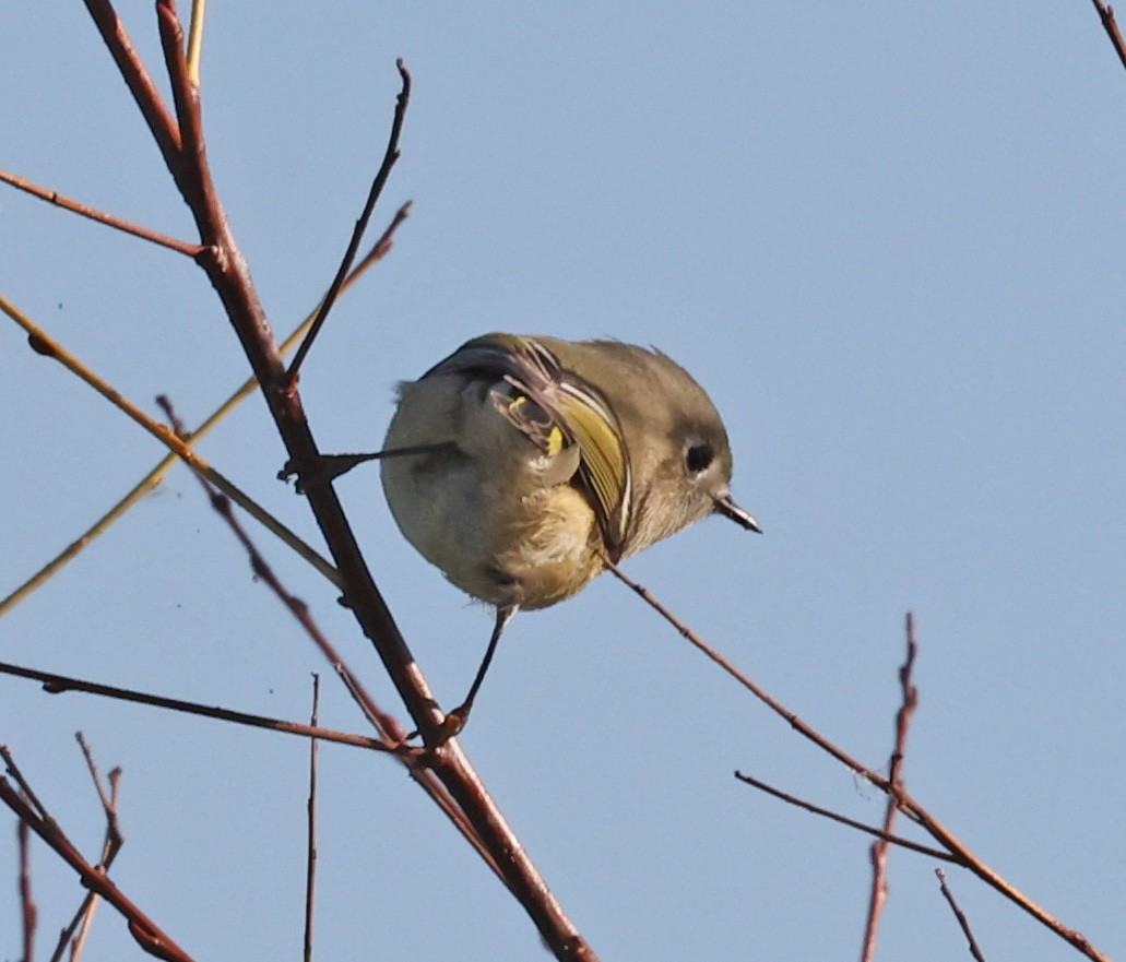 Ruby-crowned Kinglet - ML643222181
