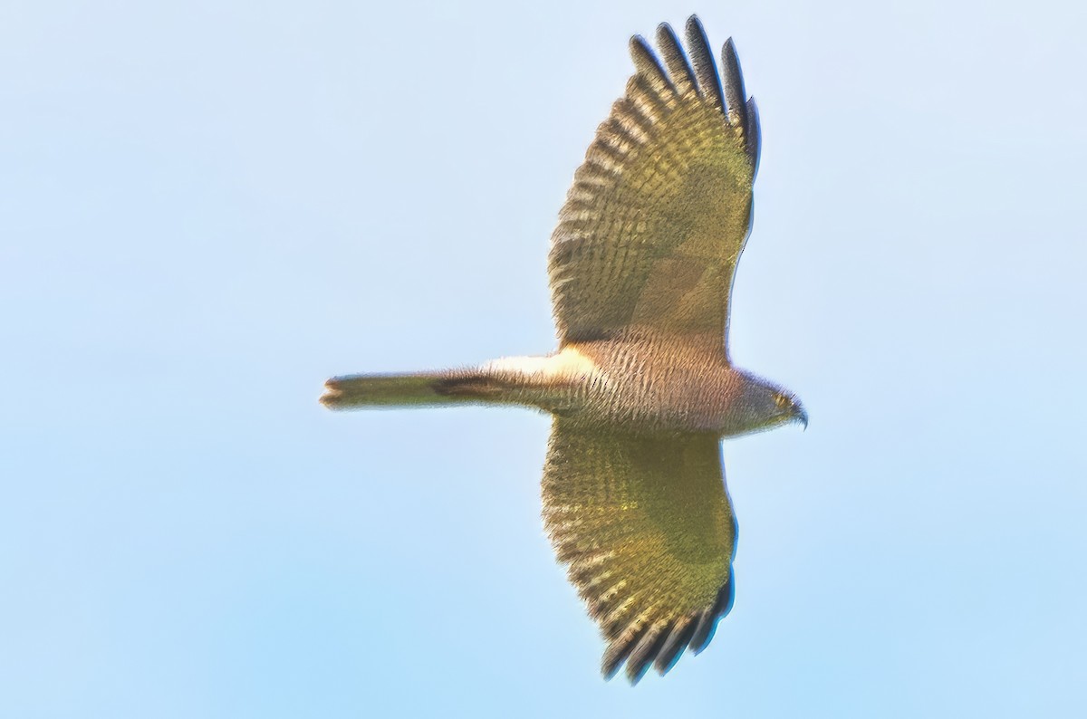 Brown Goshawk - ML643222182