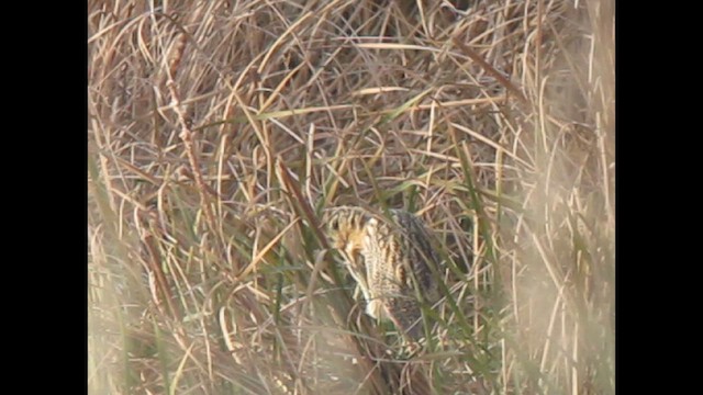 Eurasian Bittern - ML643222185