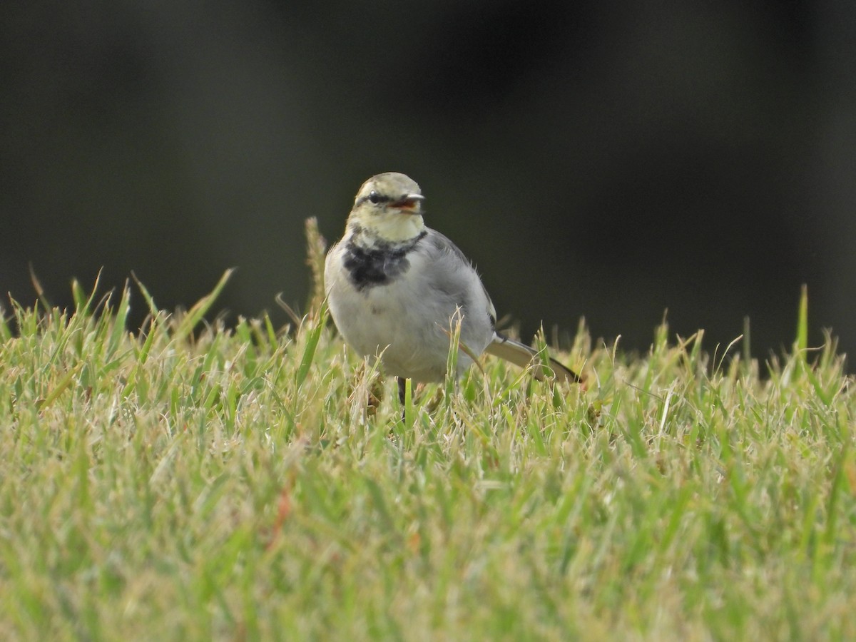White Wagtail - ML643222189