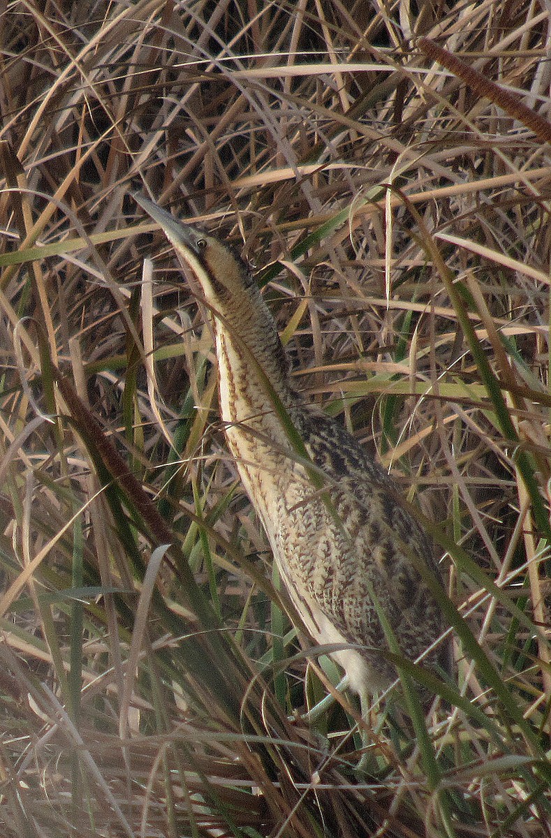 Eurasian Bittern - ML643222190