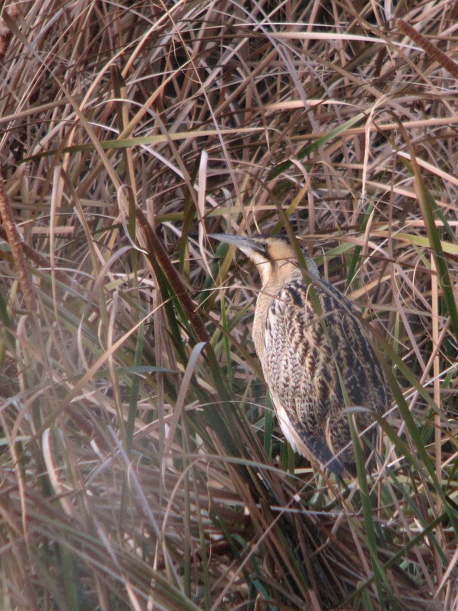 Eurasian Bittern - ML643222191