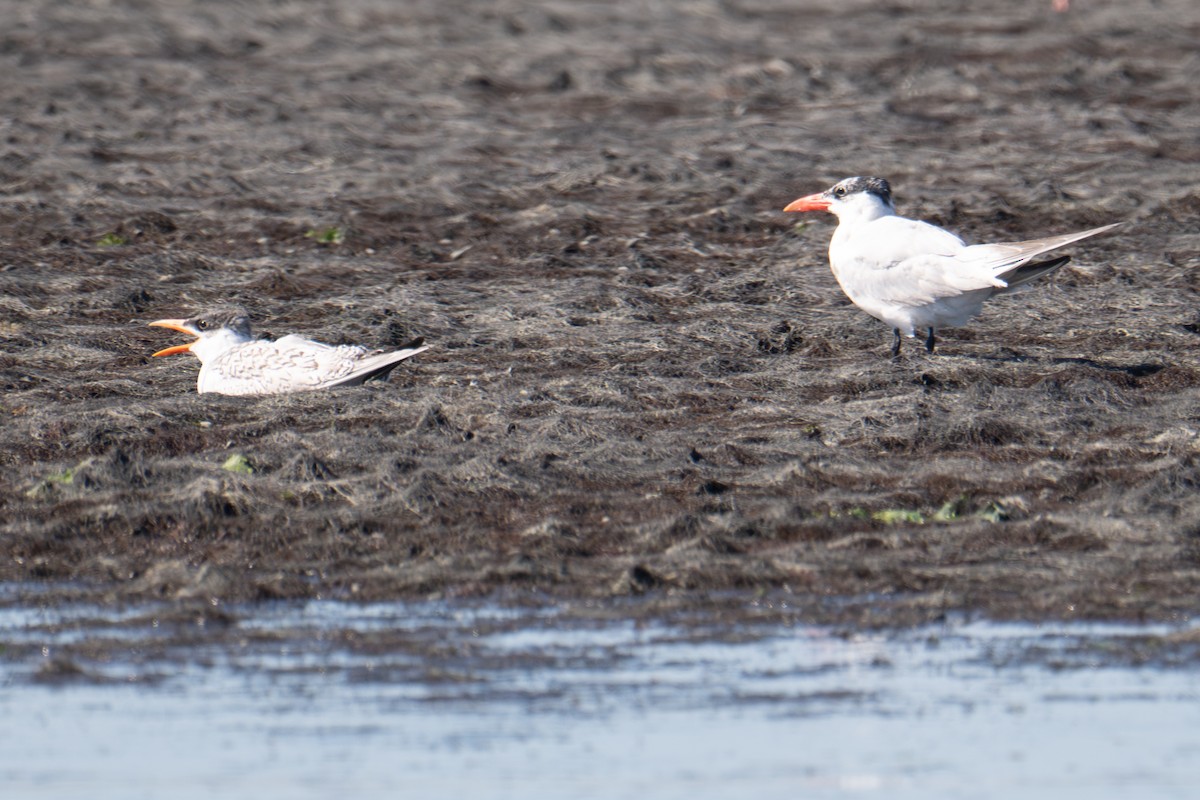 Caspian Tern - ML643222192