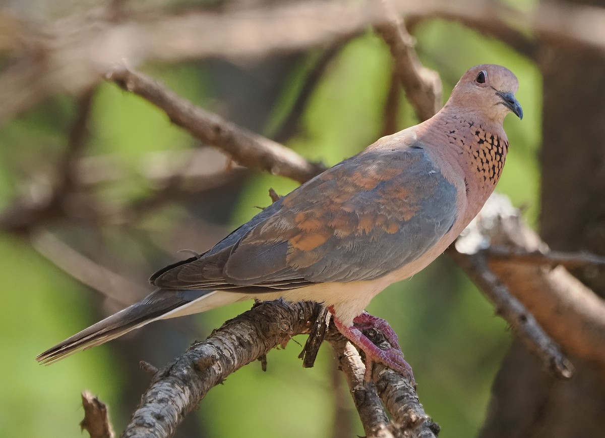 Laughing Dove - ML643222193