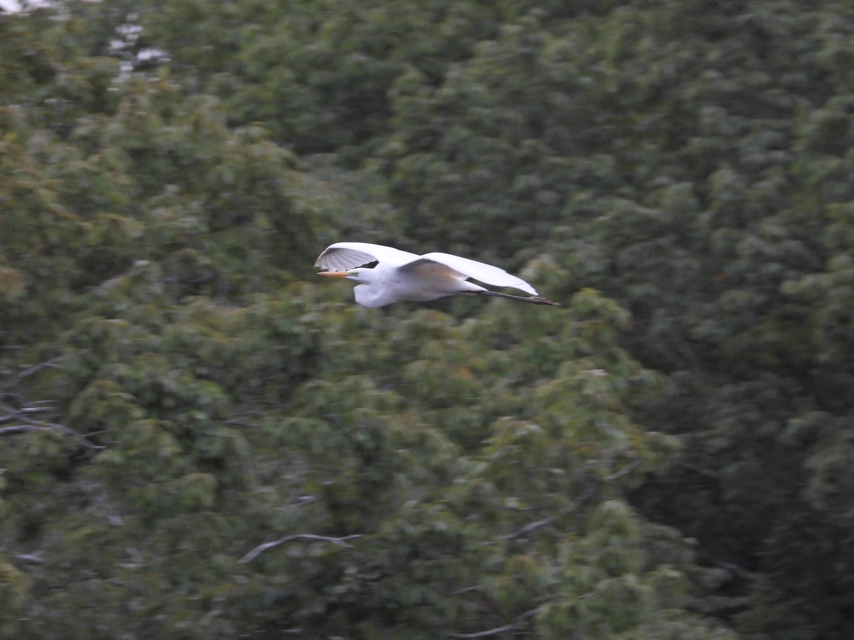 Medium Egret - ML643222194