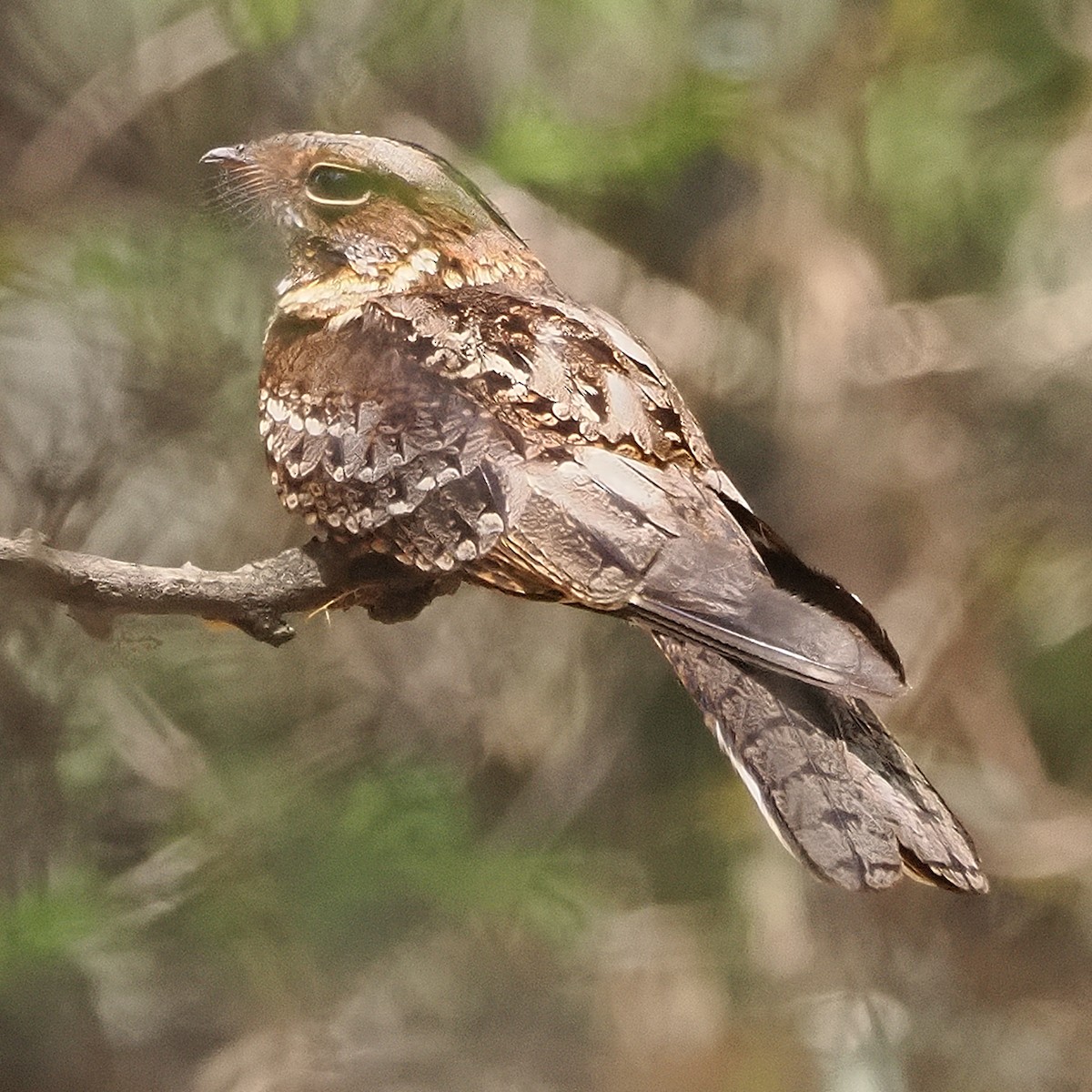 Fiery-necked Nightjar - ML643222195