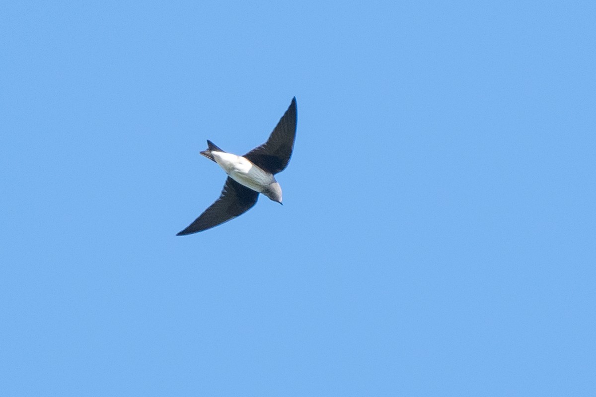 Purple Martin - ML643222196