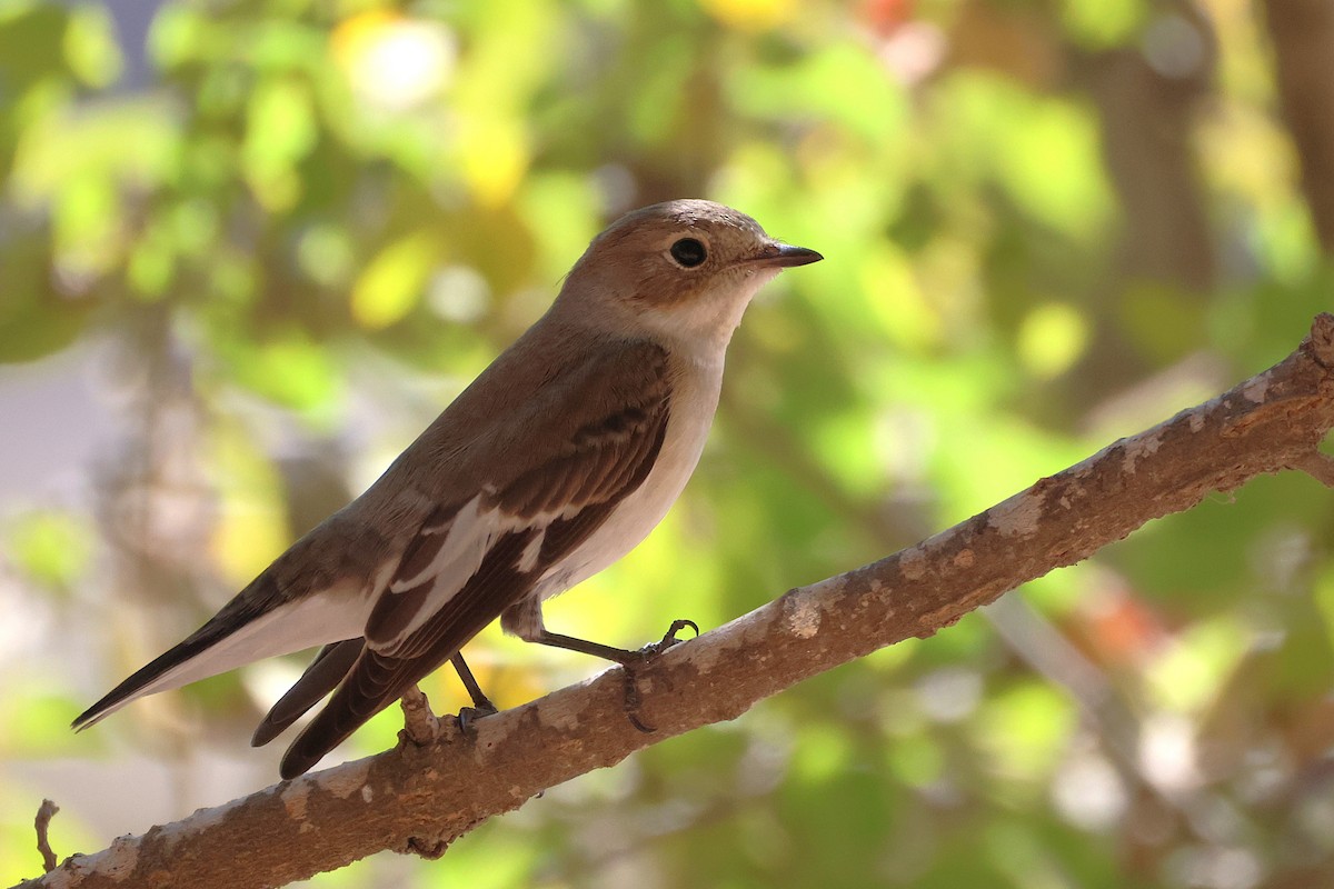 Collared Flycatcher - ML643222197