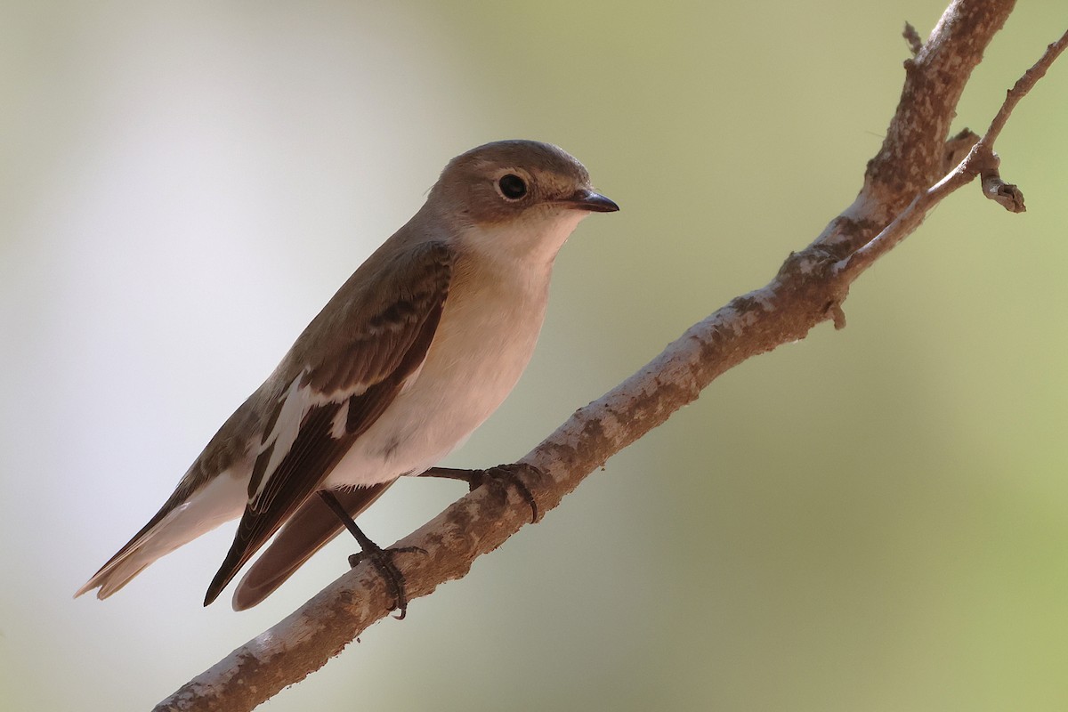 Collared Flycatcher - ML643222198