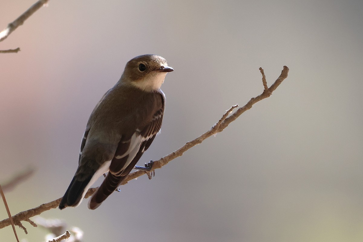 Collared Flycatcher - ML643222199