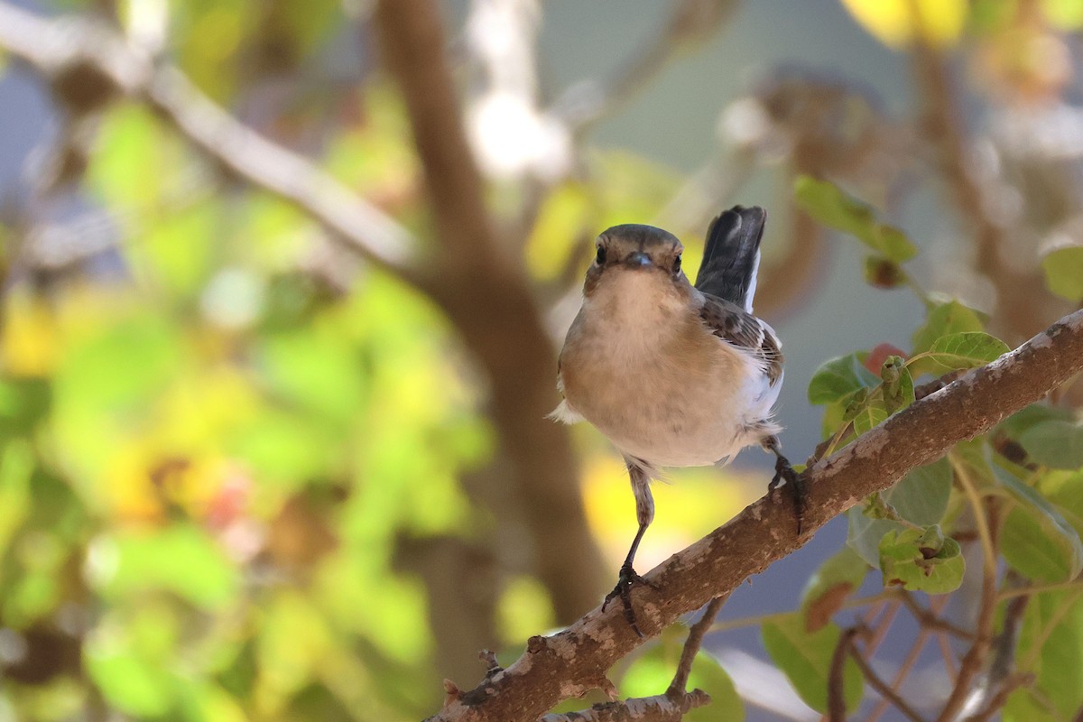 Collared Flycatcher - ML643222200