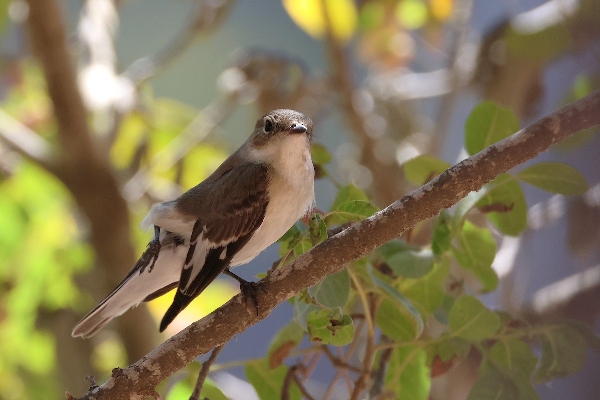 Collared Flycatcher - ML643222201
