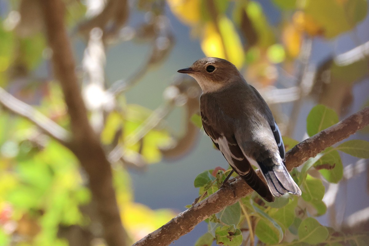 Collared Flycatcher - ML643222202