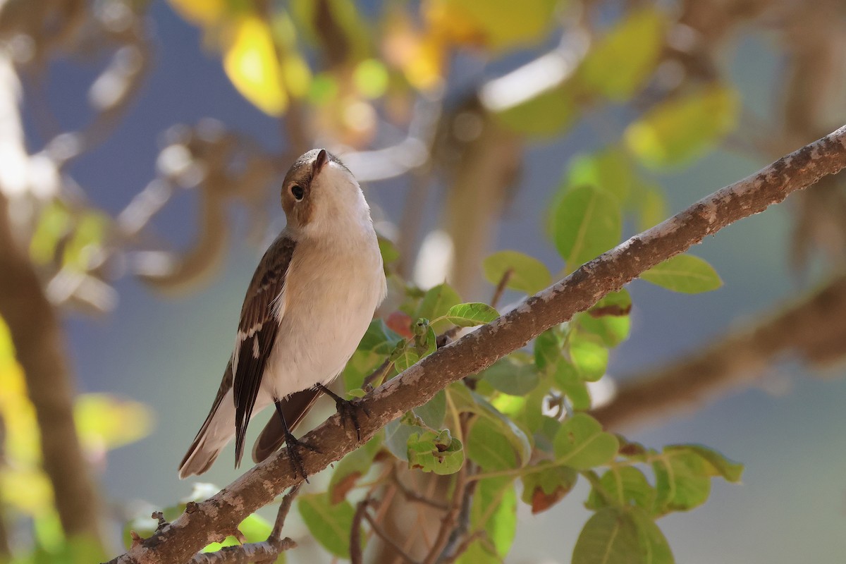 Collared Flycatcher - ML643222203