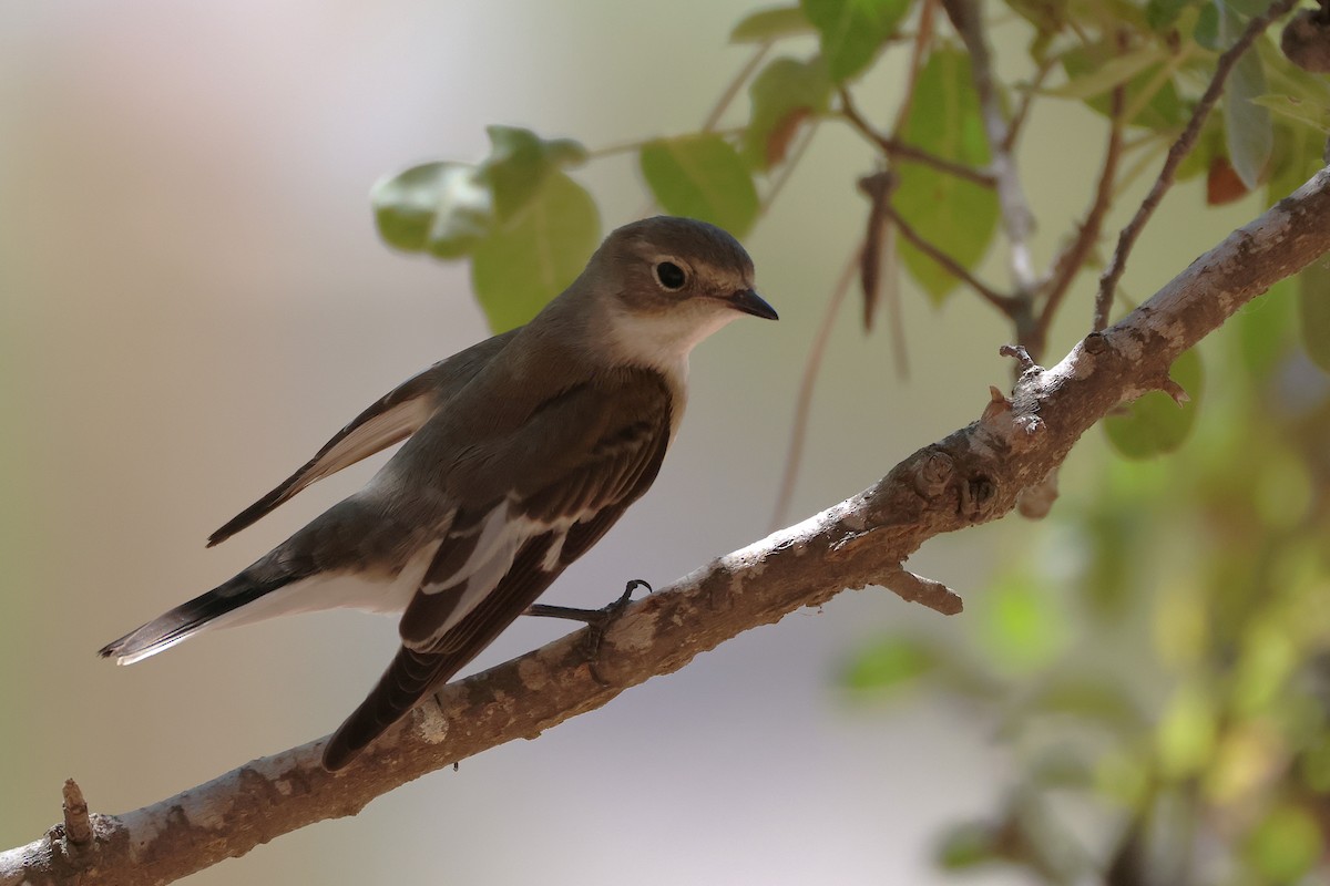 Collared Flycatcher - ML643222204