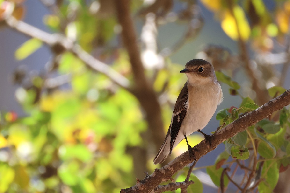 Collared Flycatcher - ML643222205