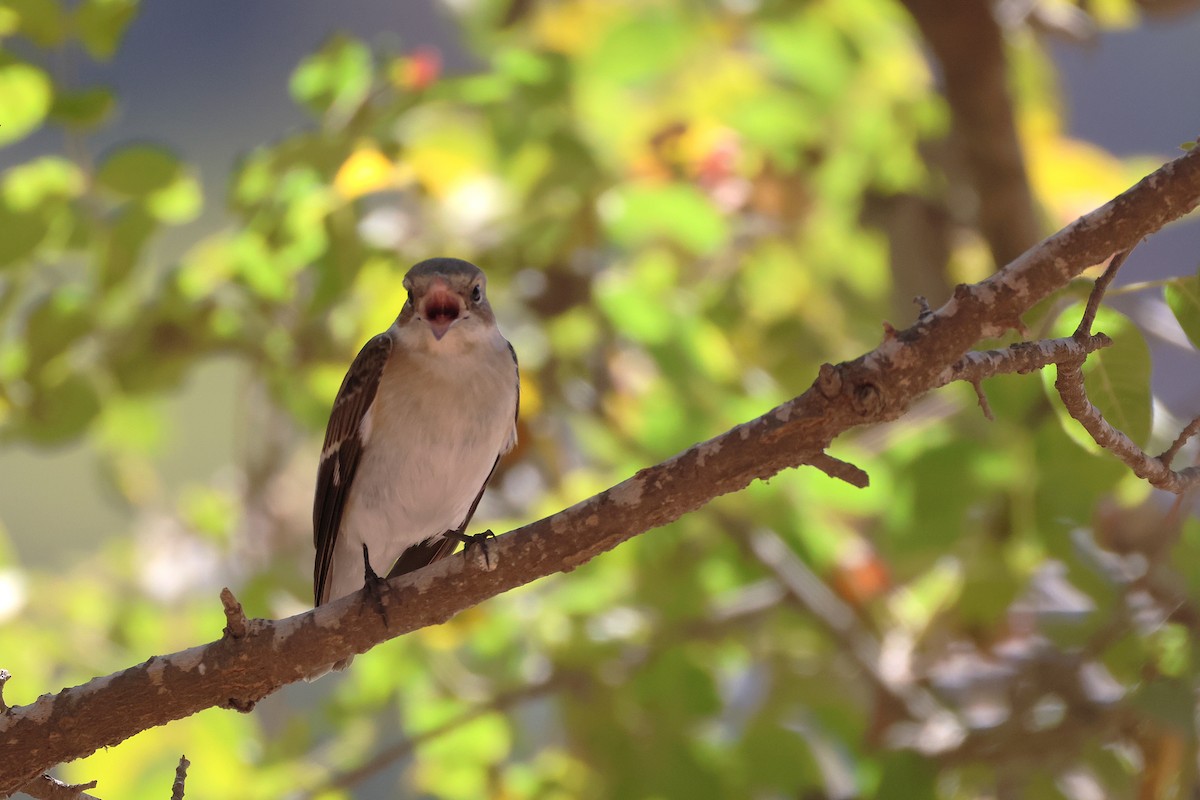 Collared Flycatcher - ML643222206