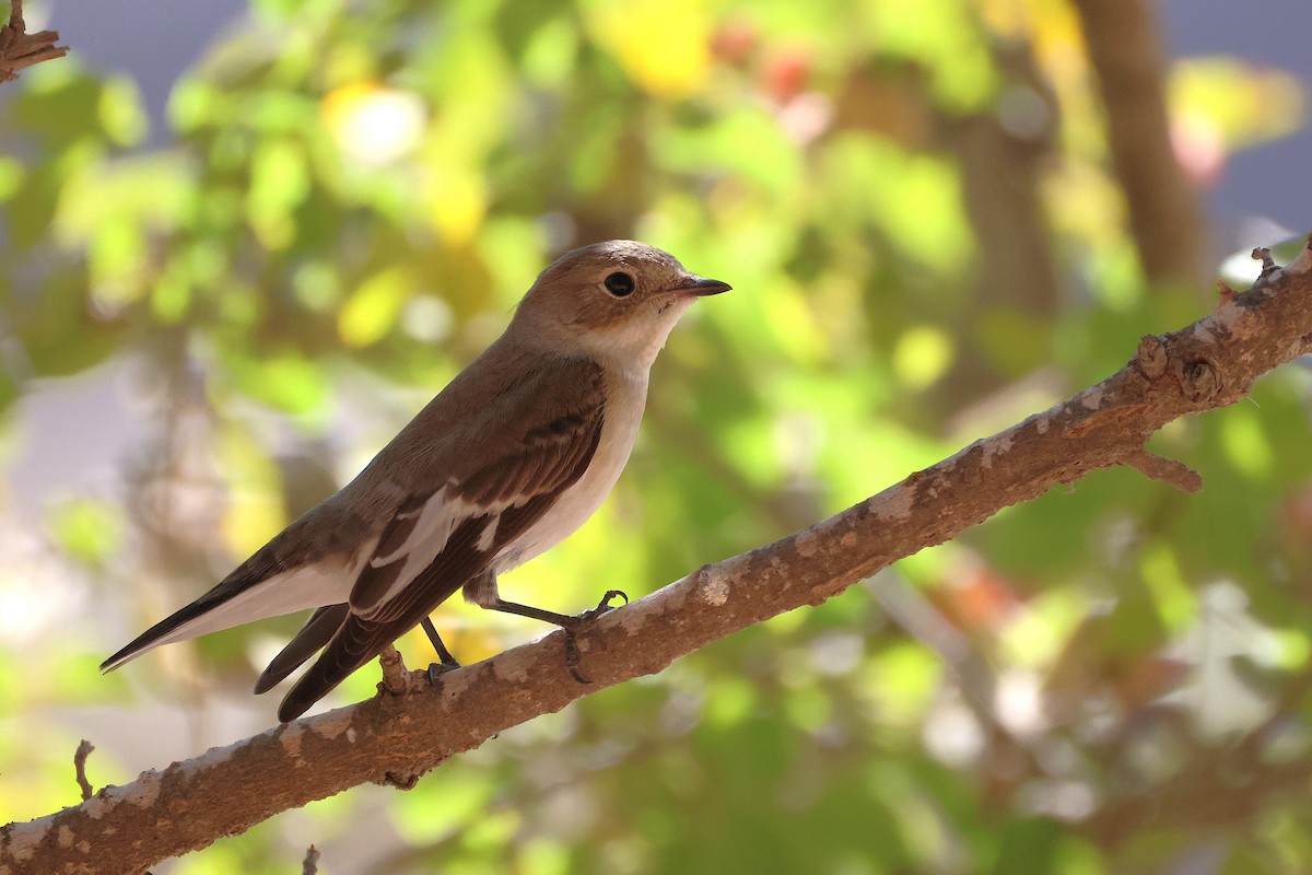 Collared Flycatcher - ML643222207