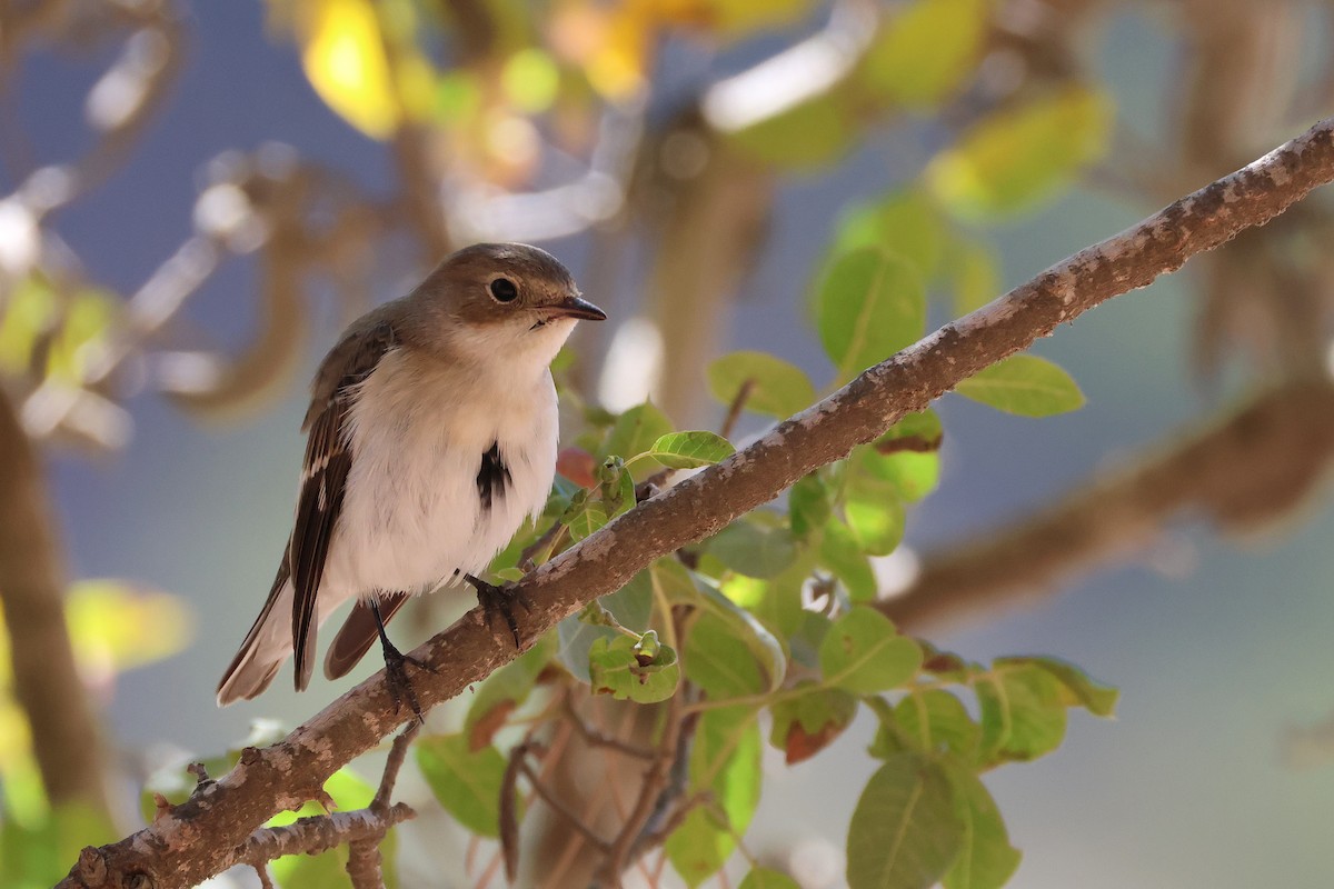 Collared Flycatcher - ML643222208