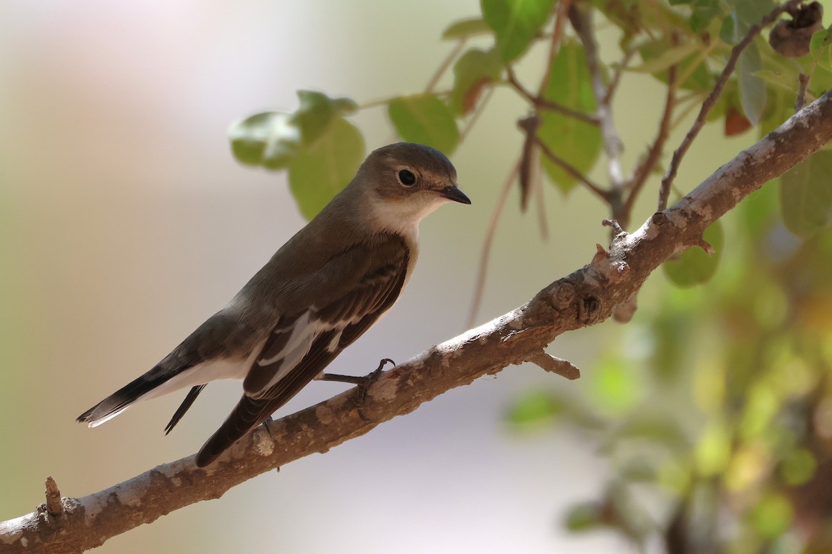 Collared Flycatcher - ML643222209