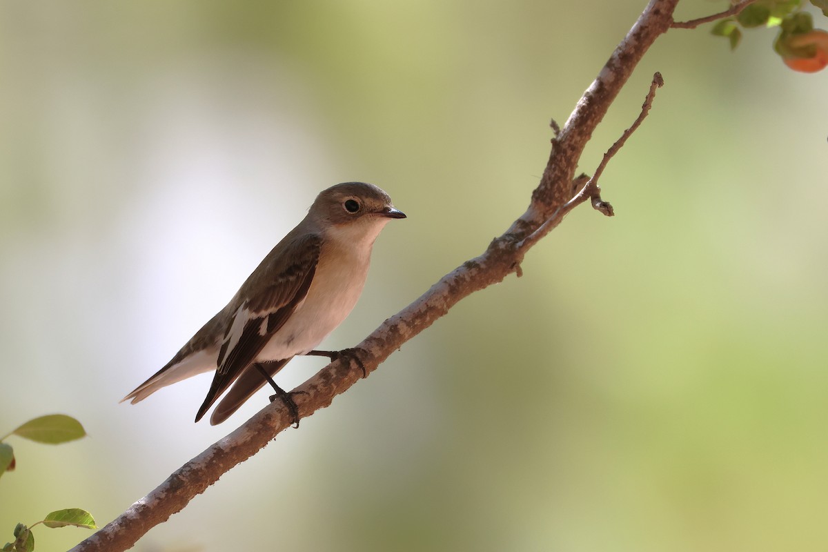 Collared Flycatcher - ML643222210