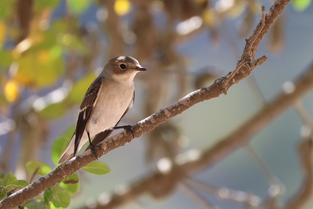 Collared Flycatcher - ML643222211