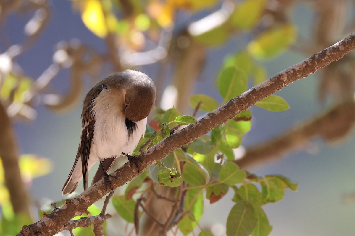 Collared Flycatcher - ML643222212