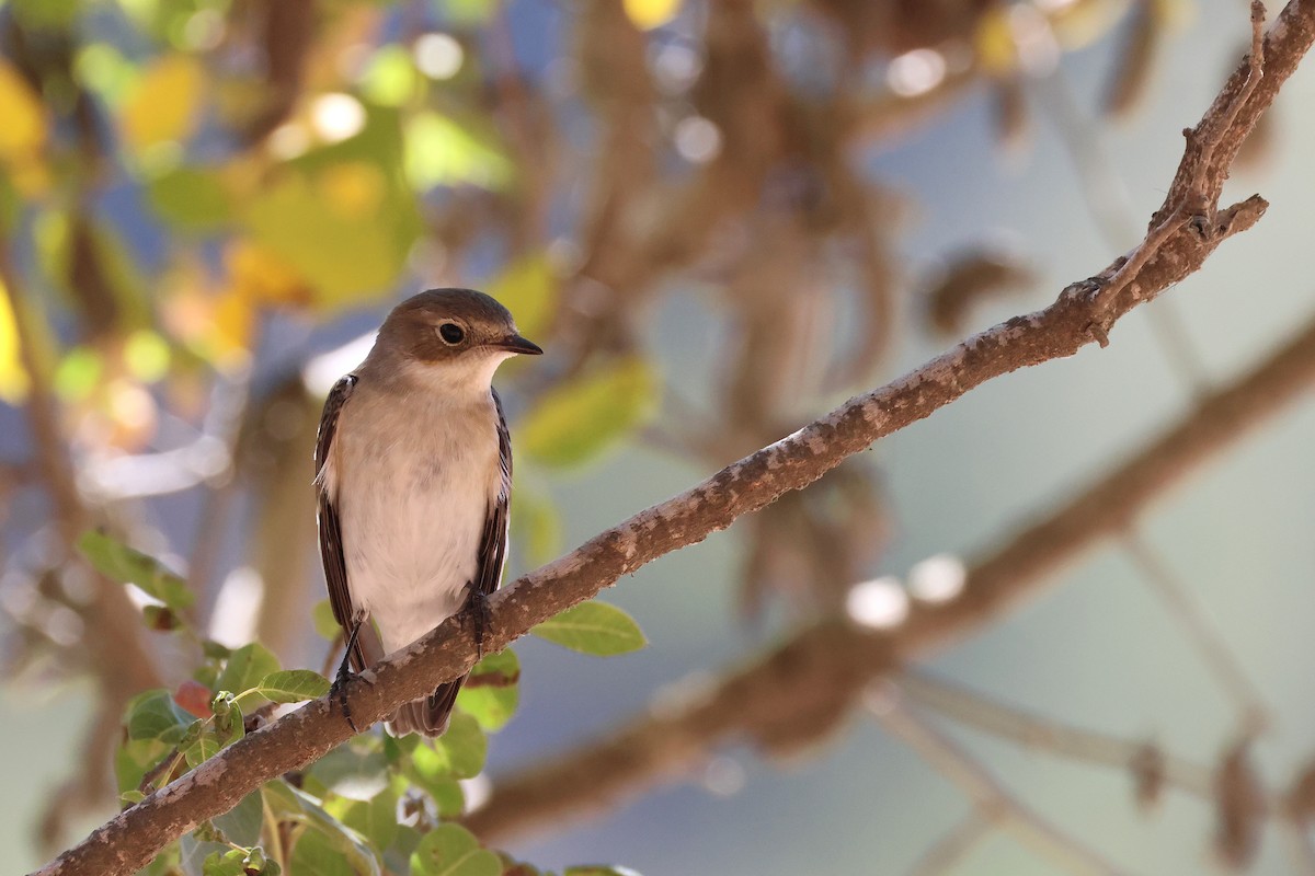 Collared Flycatcher - ML643222213