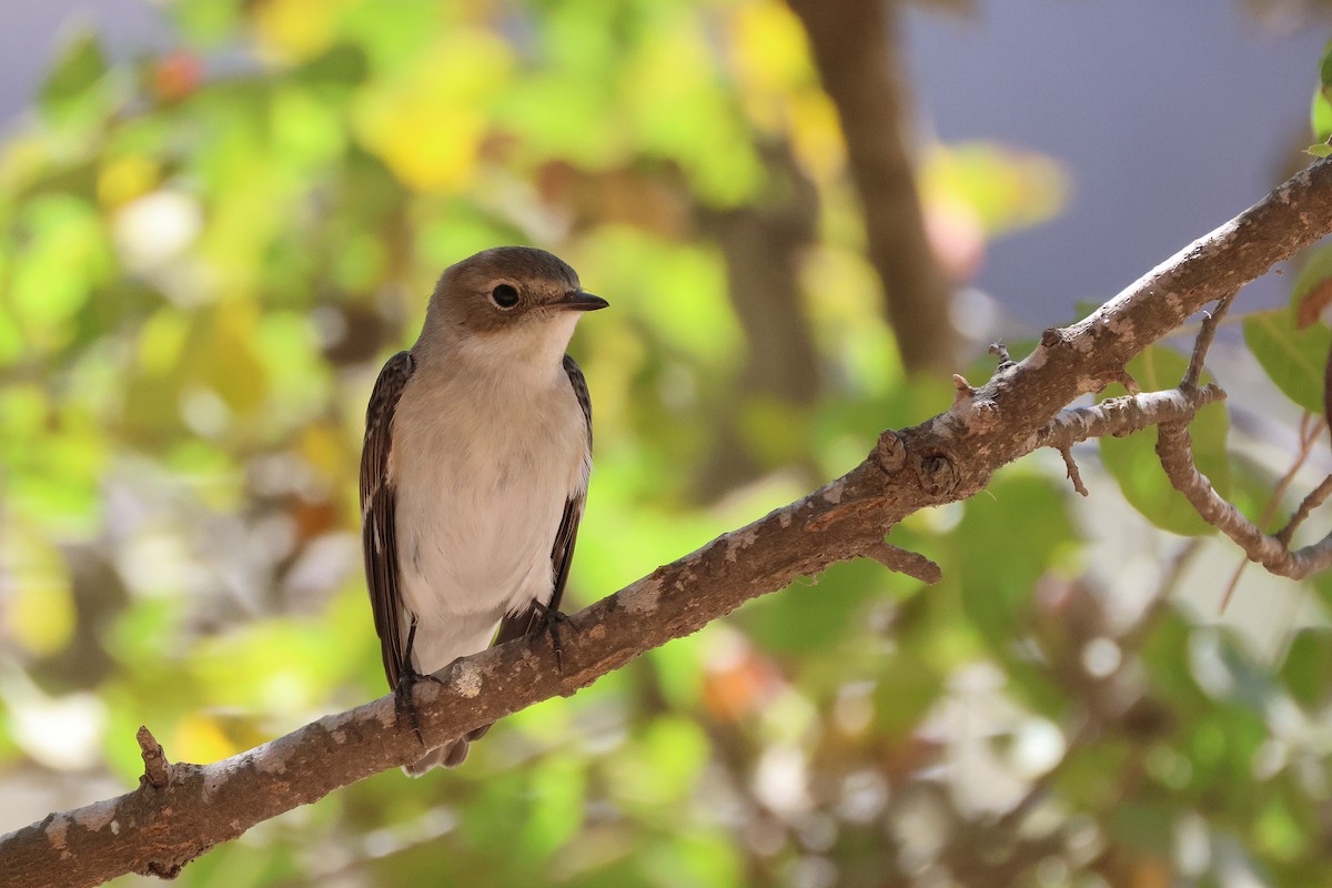 Collared Flycatcher - ML643222214