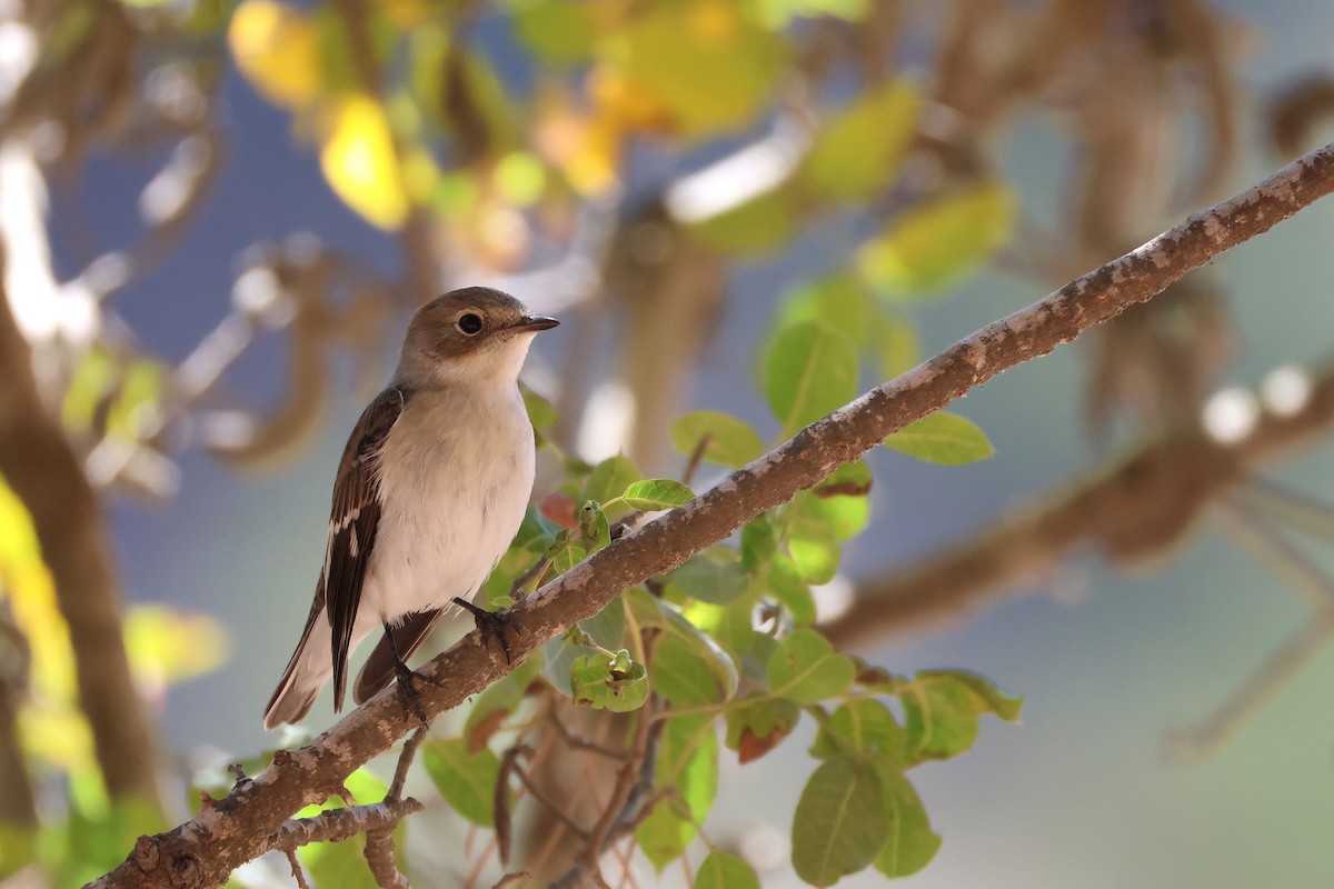 Collared Flycatcher - ML643222215