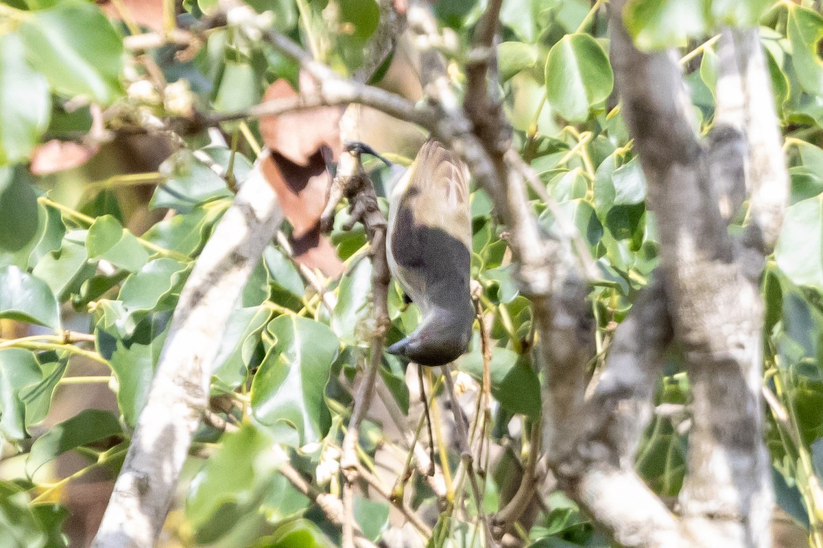Thick-billed Flowerpecker - ML643222216
