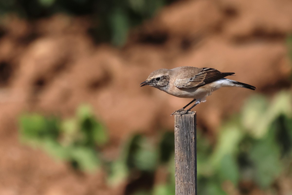 Eastern Black-eared Wheatear - ML643222228