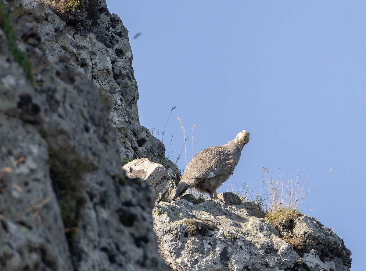 Caspian Snowcock - ML643222244