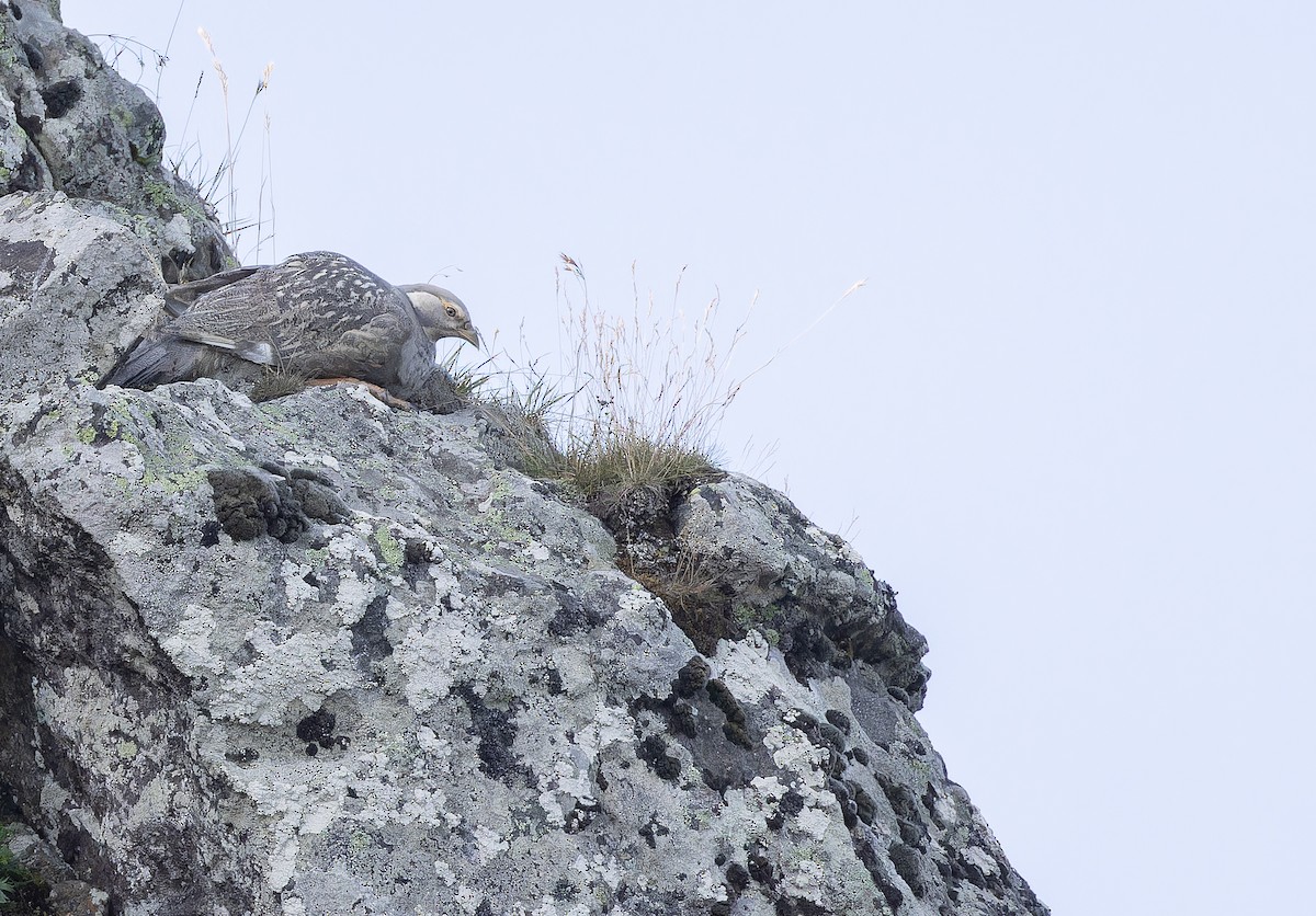 Caspian Snowcock - ML643222248