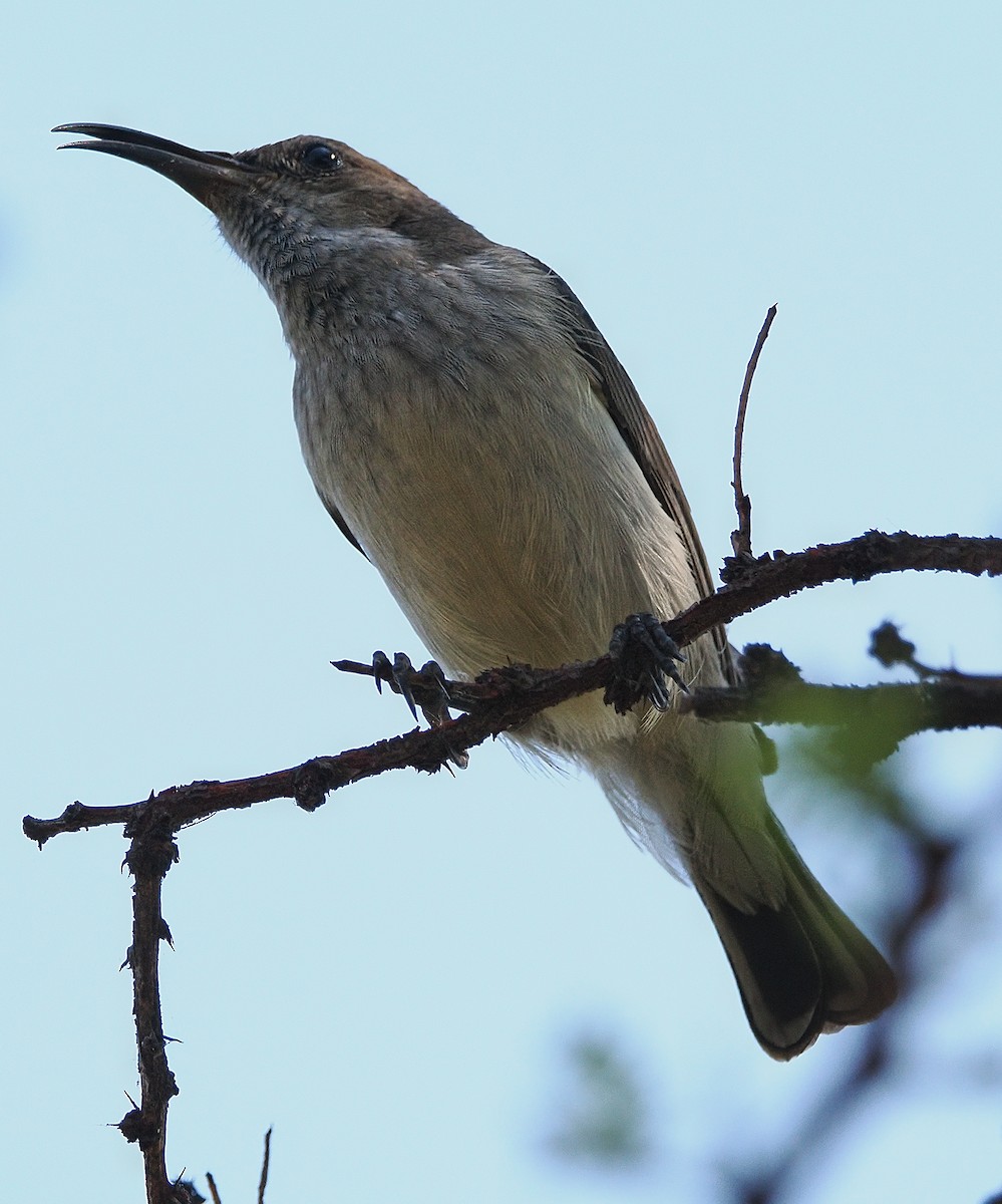 White-bellied Sunbird - ML643222251
