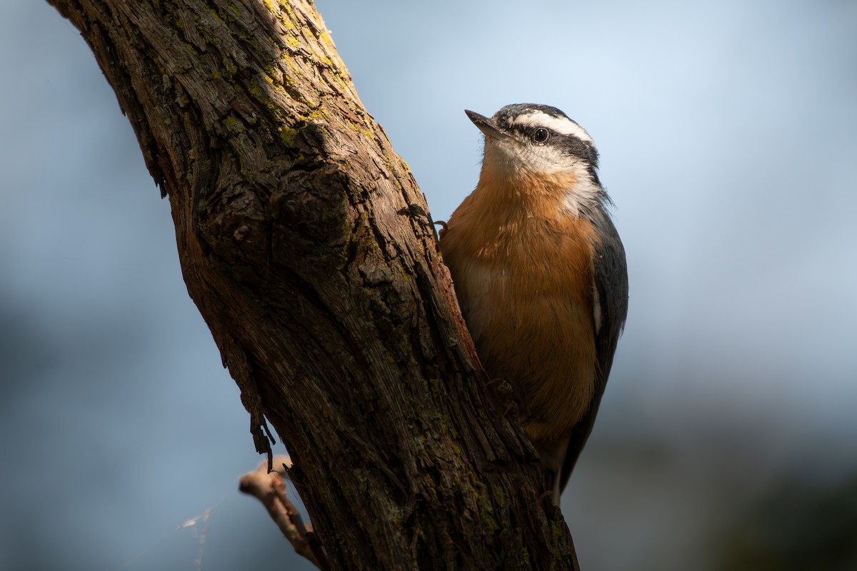 Red-breasted Nuthatch - ML643222253