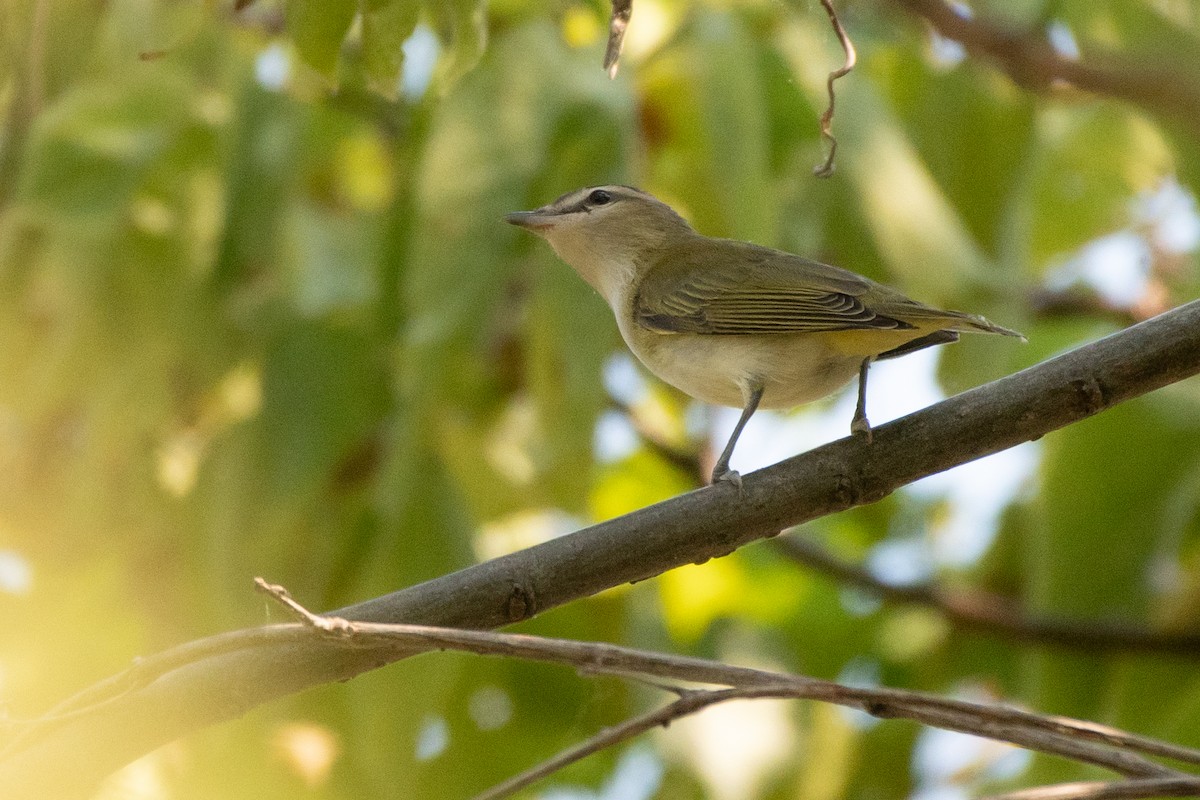 Red-eyed Vireo - ML643222254