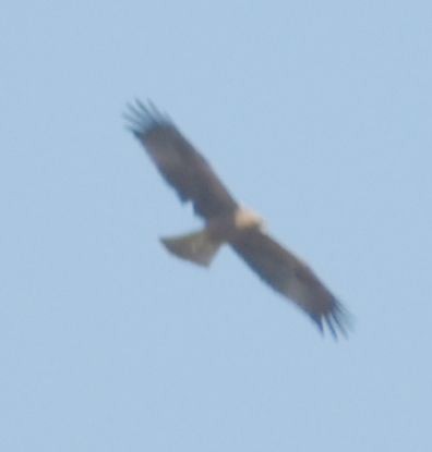 Booted Eagle - ML643222257