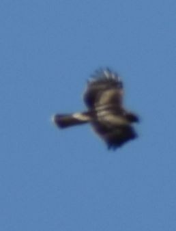 Booted Eagle - ML643222258