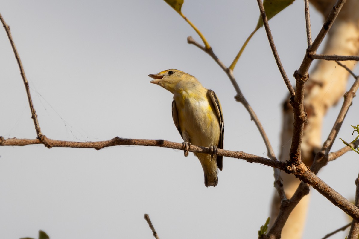 Striated Pardalote - ML643222259