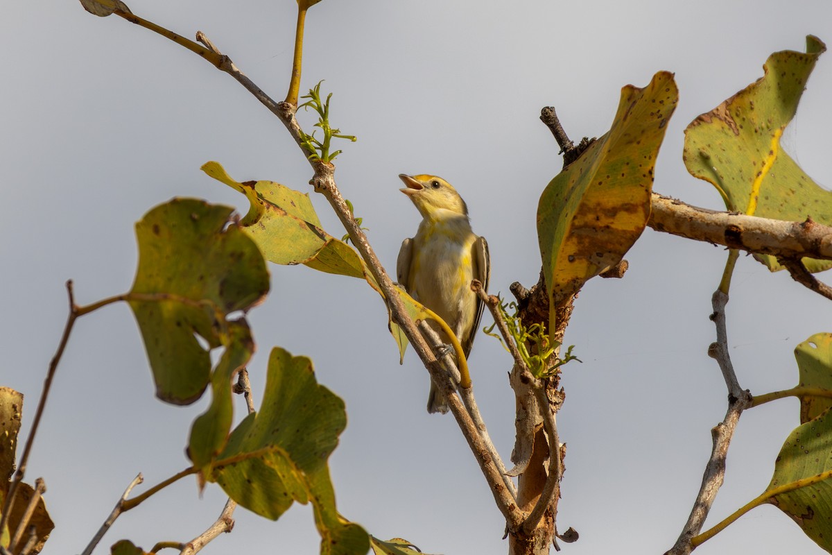 Striated Pardalote - ML643222260