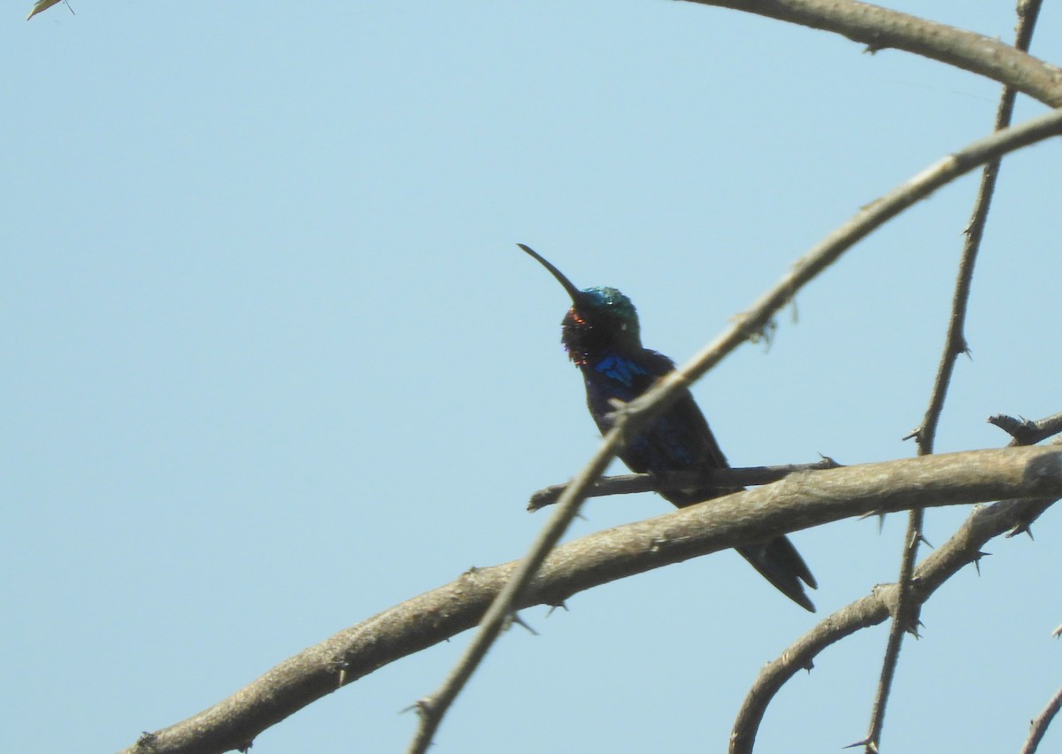 Blue-tufted Starthroat - ML643222261